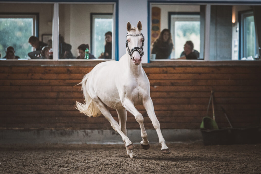 Moelleaaens Atlantis Blue